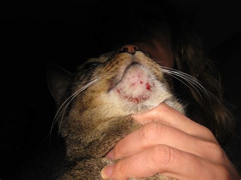 My Cat Has A Hard Swollen Chin Dotted With Many Lesions That Are