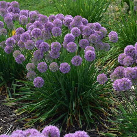Very tall cultivars may need staking to keep them upright. 'Serendipity' - Ornamental Onion - Allium hybrid | Purple ...