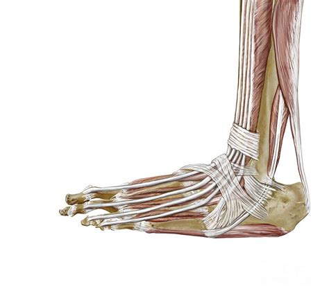 Foot Ligaments And Tendons Artwork Photograph By D L Graphics Pixels