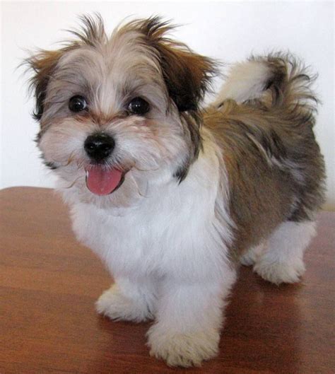 Top 20 Cutest Dog Breeds Around The World Around The