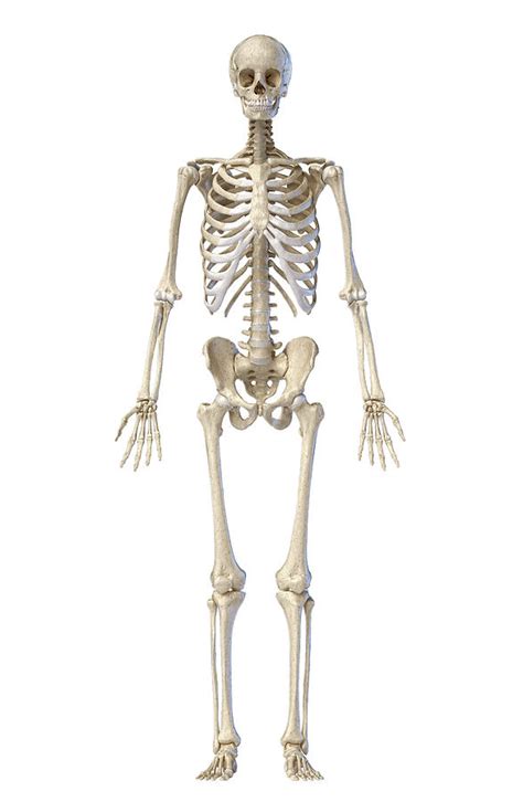 Human Skeleton Full Figure Standing Photograph By Pixelchaos