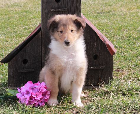 Akc Registered Collie Lassie For Sale Fredericksburg Oh Male Mike