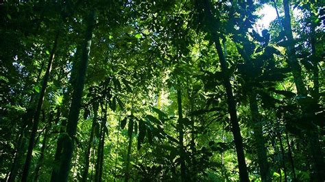 The Real Reason Behind The Rainforests Extreme Biodiversity