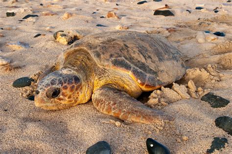Sea Turtles On Amelia Island The County Insider