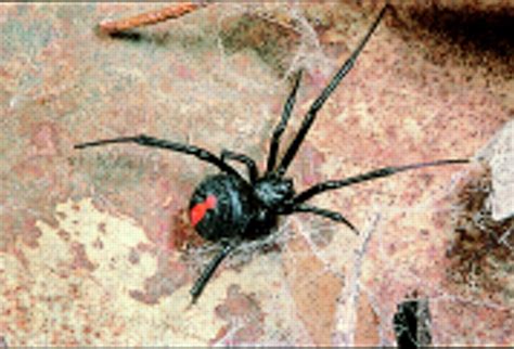 Redback Spider Is Now Established In Japan Bites Can Be Recognised By