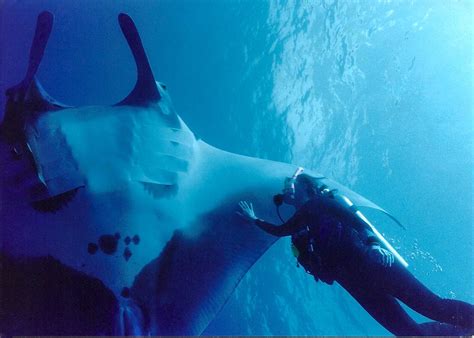 Diving With A Manta Ray About 40 Ft Under When You Touch The Manta Ray