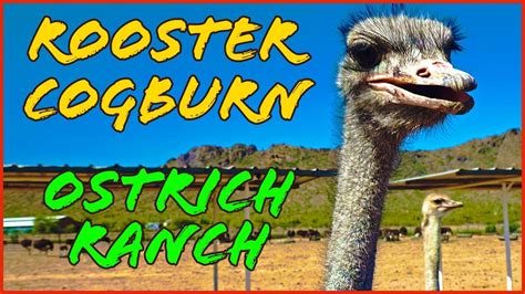 Rooster Cogburn Ostrich Ranch Outside Of Tucson Arizona Youtube