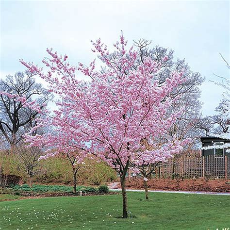 Hanne Hansen Dwarf Flowering Cherry Trees For Sale The Spectacular Kwanzan Flowering Cherry