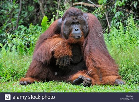 Download This Stock Image The Adult Male Of The Bornean Orangutan