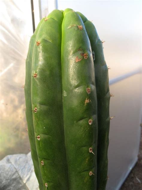 Ogun Clone One Trichocereus Pachanoi Cactus Jerk