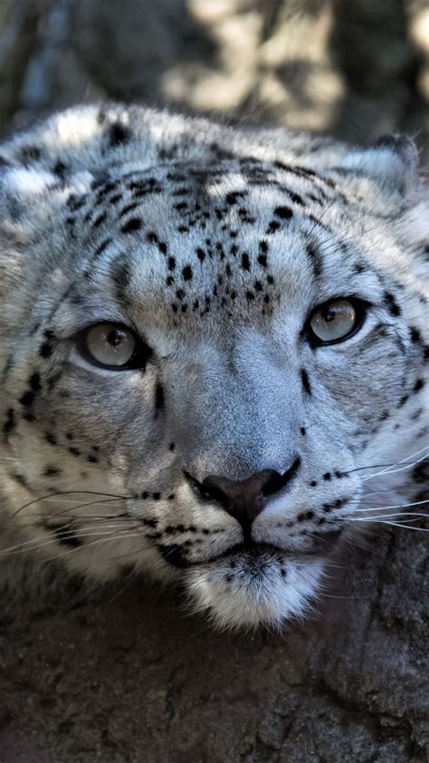 Snow Leopard Muzzle Curious Wildlife 720x1280 Wallpaper Animal