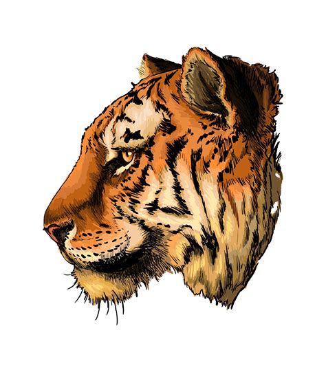 Tiger Head Portrait From A Splash Of Watercolor Colored Drawing