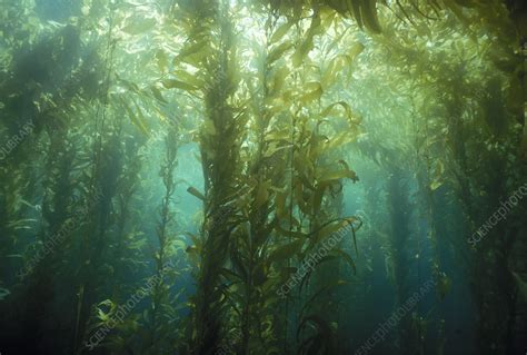 Giant Kelp Forest Stock Image C0175362 Science Photo Library