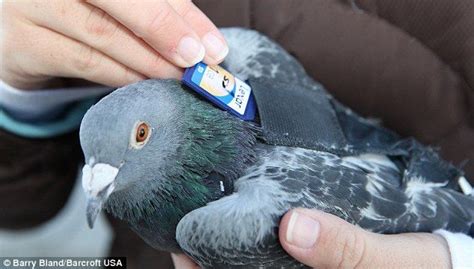 Pigeon Post Meet The Last Delivery Birds In The World Who Could