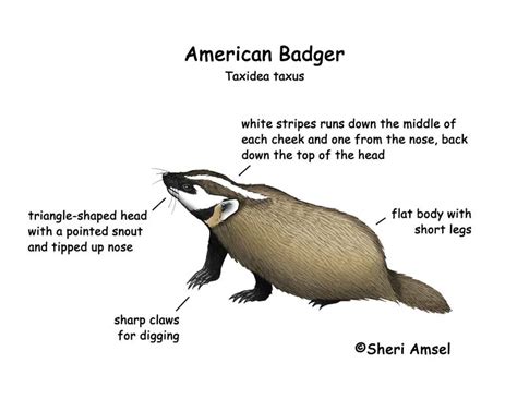 American Badger Claws