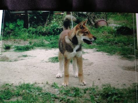 The Nihon Ken Available 4 Month Old Shikoku Male