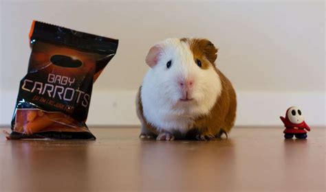 How Much Does Guinea Pig Cost Per Month Midnight Pets