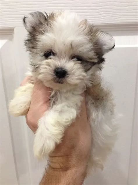 13 Gorgeous Maltese Mixes You Just Have To See