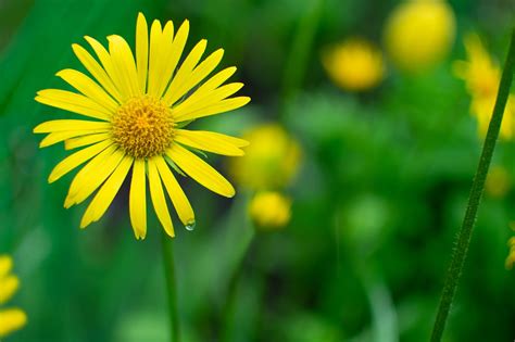 Flower Yellow Spring Free Photo On Pixabay Pixabay