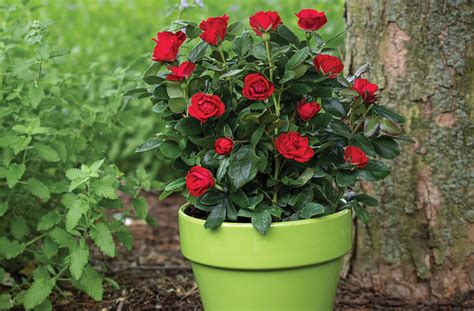 The Easy Care Petite Knock Out Rose Has Nonstop Red Blooms Easy Care