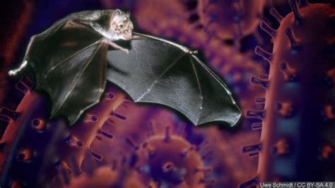 Rabies Infected Bat Captured In Norfolk After Biting Human