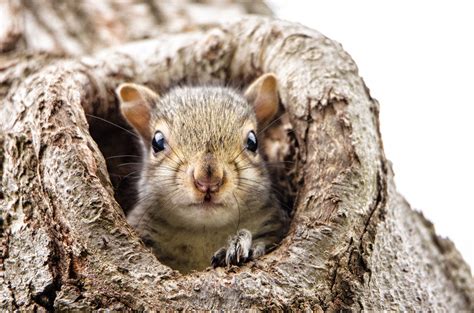 Pictures of baby grey squirrels. What To Do If You Find A Baby Squirrel