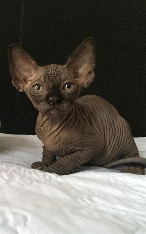 Sphynx Cats For Sale Chicago IL 290739 Petzlover