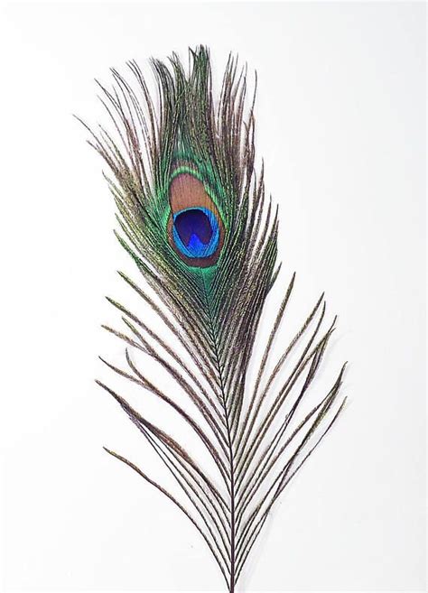 Peacock Tail Feathers Peacock Plumes Feathers Peacock Eye Etsy