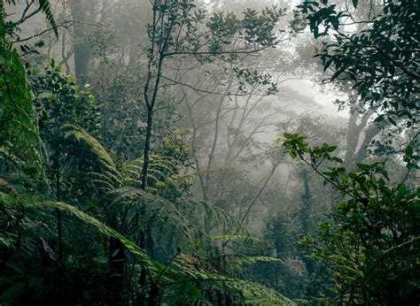 Precious Rainforests Are Being Preserved At Highest Rate In 30 Years