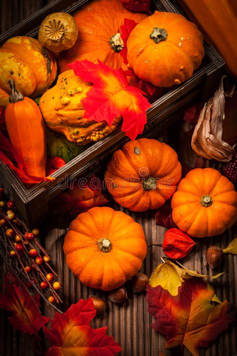 Fall Still Life With Pumpkins And Gourds Stock Photo Image Of