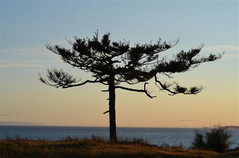 Lone Tree At Sunset Photograph By Jimmy Jordan