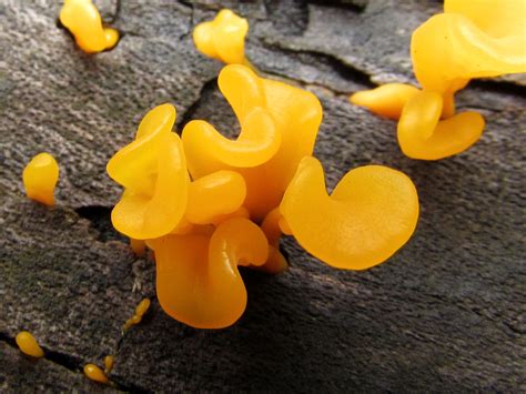 Orange Jelly Fungus Dacryopinax Spathularia Growing In My Woodpile