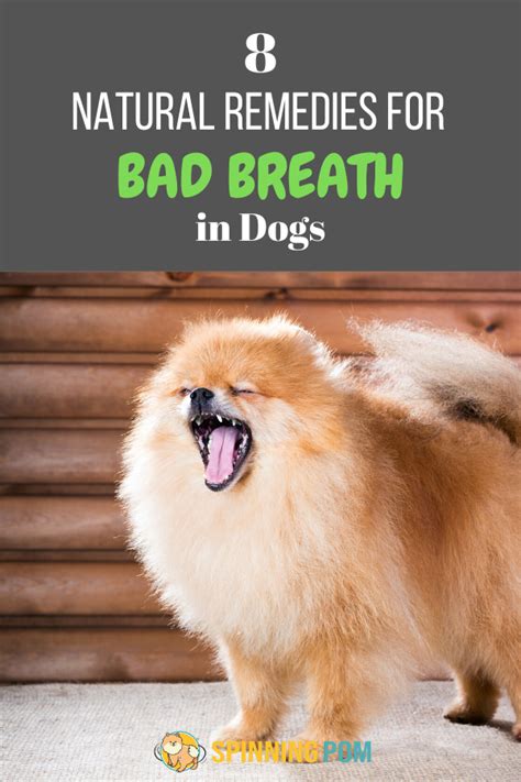 8 Natural Remedies For Bad Breath In Dogs Spinning Pom Dog Breath