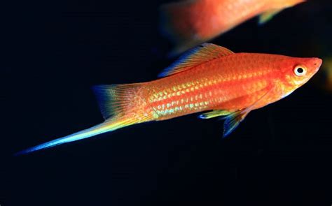 Swordtail Fish Care Guide And Breeding