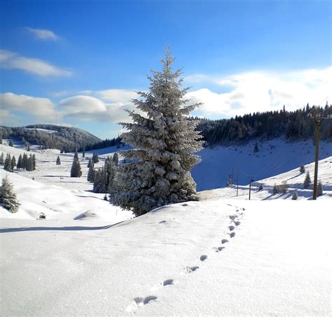 Iarna în Padiș Bihor In Imagini Turism Romania Natural Landmarks