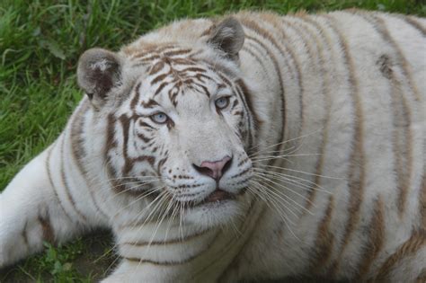 Le Tigre Blanc Au Parc Zoologique Cerza Le Parc Des Safaris