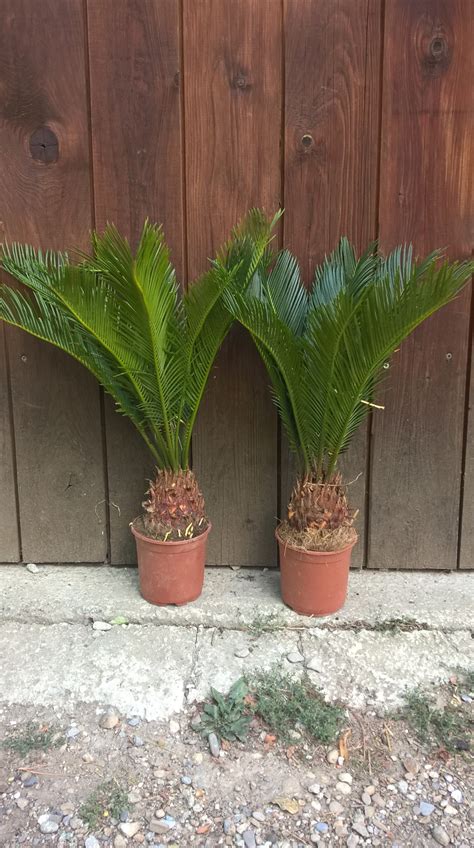 Cykas Japonský Cycas Revoluta Veľkosť 45cm Mrazuvzdorné Palmysk