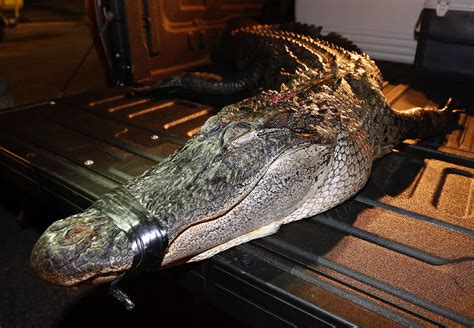 Alabama Alligator Hunt Registration Now Open