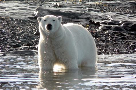 L'ours polaire, aussi appelé ours blanc, créature majestueuse du grand nord, est le plus grand carnivore terrestre au monde. Image Désert Ours Polaire Pix Reponse - Pewter