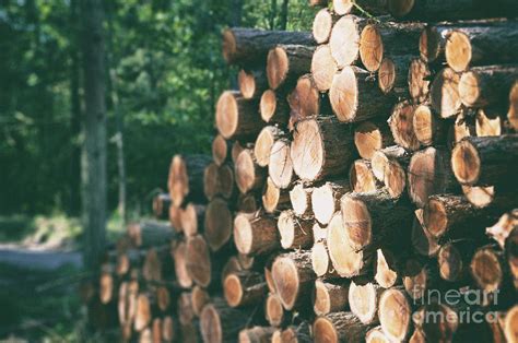 Cut Logs In Forest Photograph By Jesper Klausenscience Photo Library Pixels