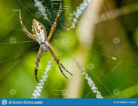 Silver Spider On The Web Close Up Argiope Argentata In The Web Macro