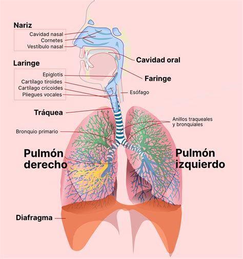 Resumen de la anatomía y fisiología del sistema respiratorio