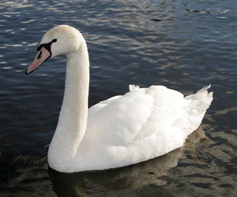 Filemute Swan Wikipedia