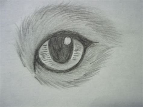 Animal Eye Sketch By Goldenleaf21 On Deviantart
