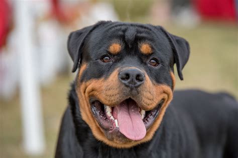 14 Best Black And Tan Dog Breeds
