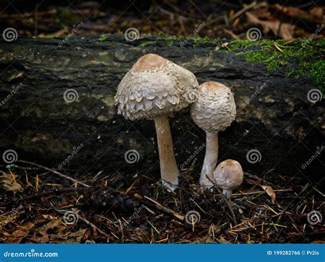 Chlorophyllum Olivieri Mushrooms Stock Photo Image Of Edible