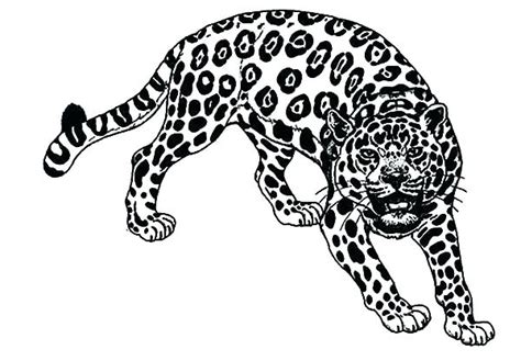 Jaguar Coloring Pages At Free Printable Colorings
