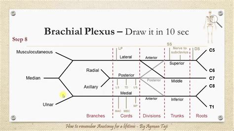 Brachial Plexus Anatomy Part Easy Understanding How To Draw Hot Sex