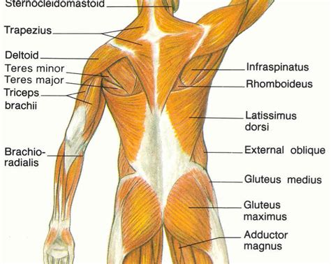 Musclular System Labeled Back Human Body Human Muscular System Arm