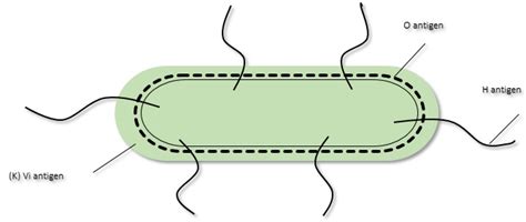 Salmonella Cell Structure